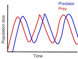 A graph illustrating the sine shape of predator-prey dynamics